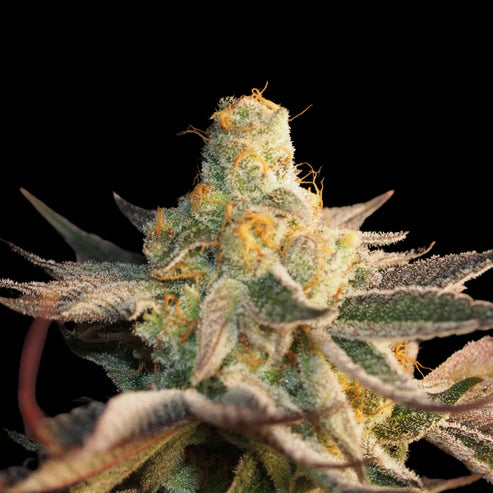 Jelly Lemonade Seeds - Regular