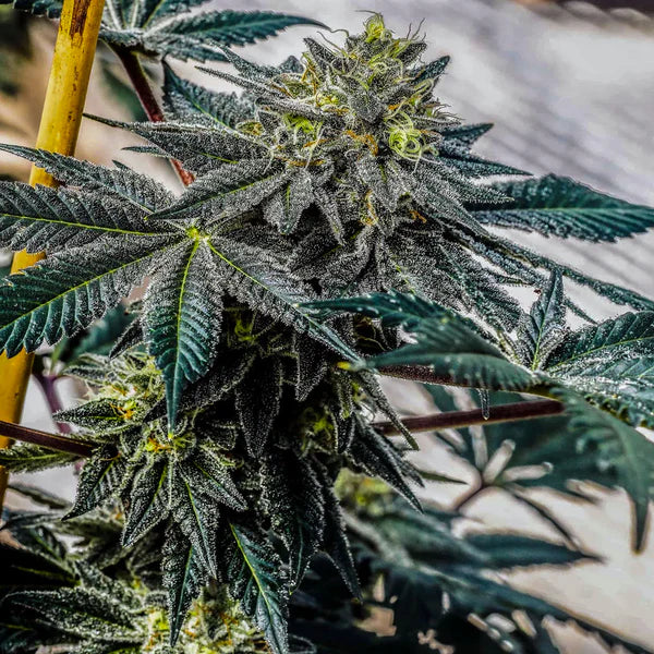 Terp Titan - GreenDream Elite - Feminisiert