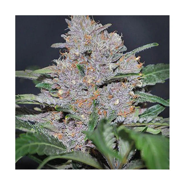Hanfsamen Blue Dream autoflowering 4 Seed Pack
