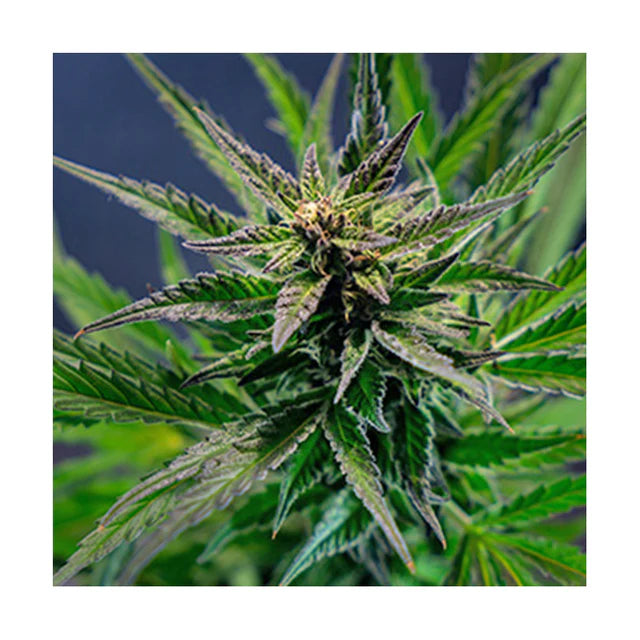 Hanfsamen Blueberry autoflowering 4 Seed Pack