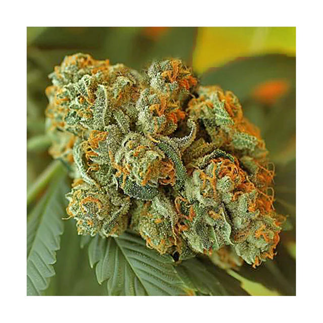 Bruce Banner Hanfsämling