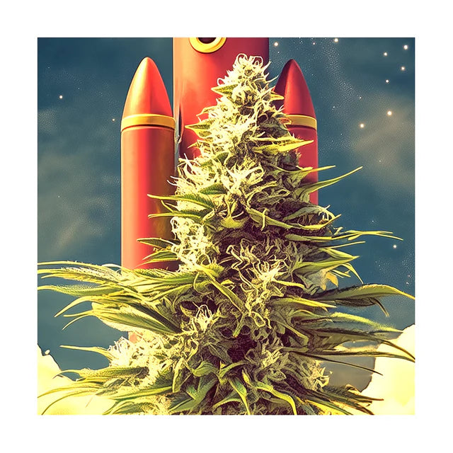 Dosidos Rocketos Hanfsämling