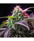 Hanfsamen Jealousy autoflowering 4 Seed Pack