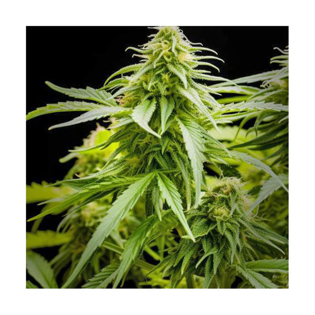Hanfsamen Sour Diesel feminisiert 4 Seed Pack