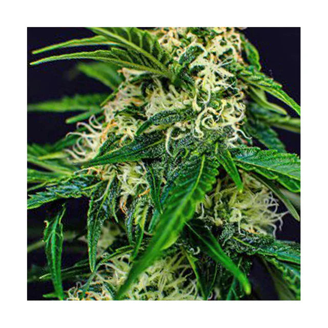 Watermelon Jam Hanfsämling