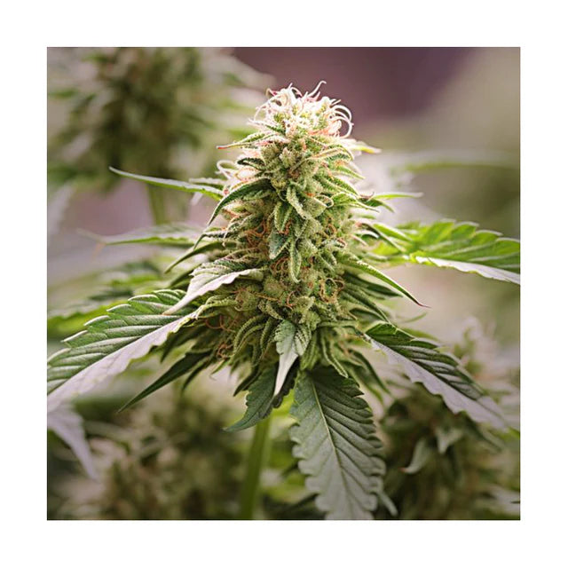 Wedding Cake Hanfsteckling