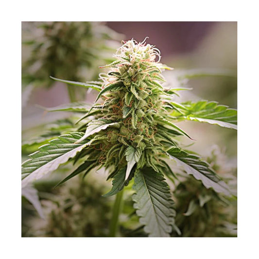 Wedding Cake Hanfsteckling