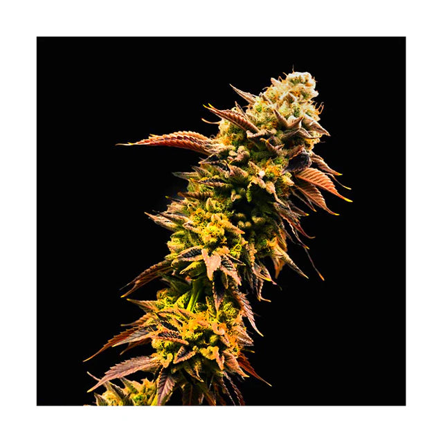 Zero Dosi Hanfsteckling