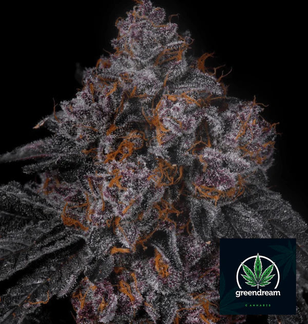 Permanent Marker F4 - GreenDream Originals - Feminisiert