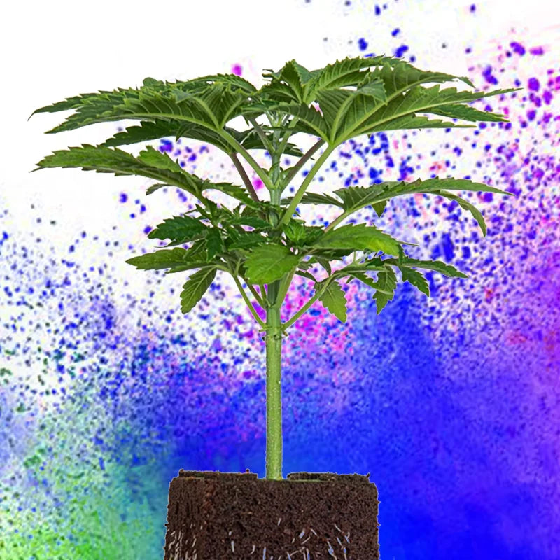 Blue Mystic – demnächst verfügbar !