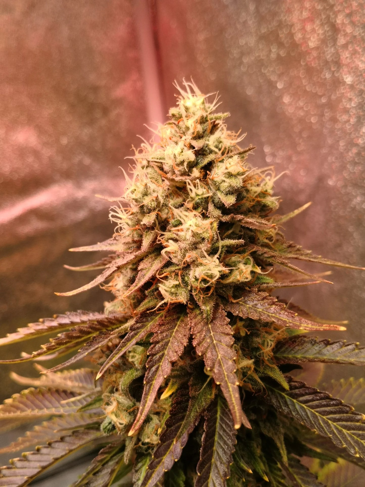 BerryBoom – demnächst verfügbar !!