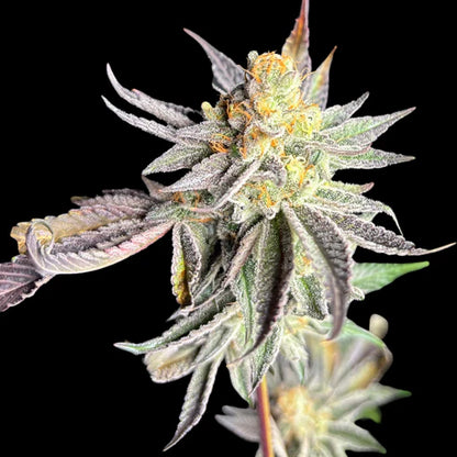 Jelly Lemonade Seeds - Regular