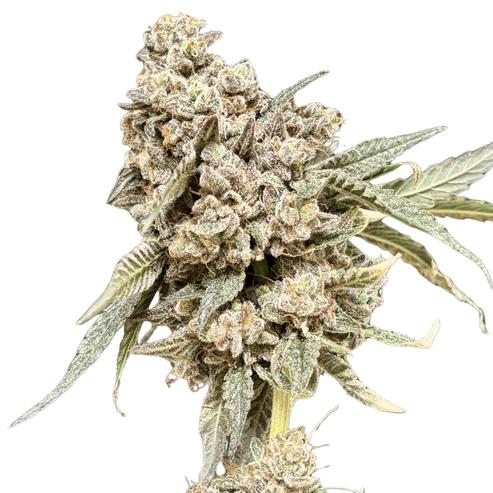 Tight Podz Seeds - Regular