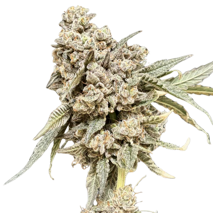 Tight Podz Seeds - Regular