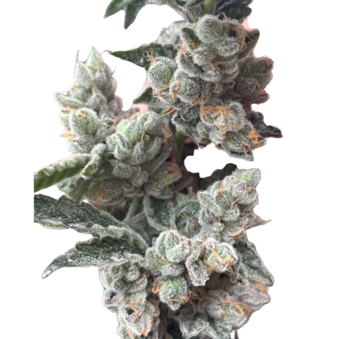 Tight Podz Seeds - Regular