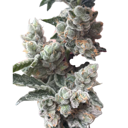 Tight Podz Seeds - Regular