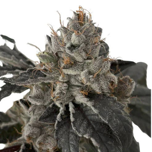 Tight Podz Seeds - Regular