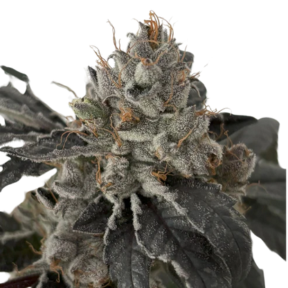 Tight Podz Seeds - Regular