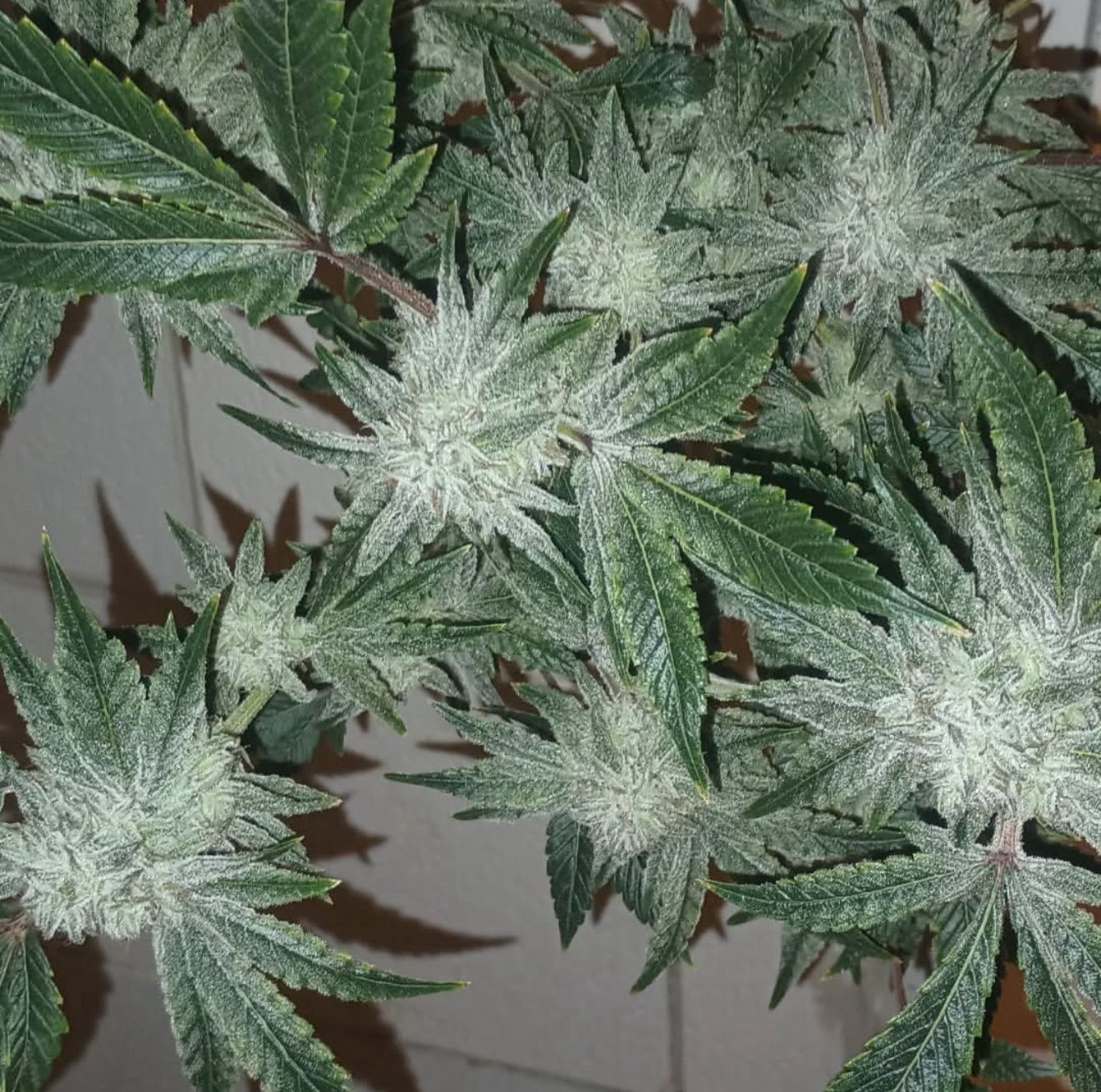 5x Skunk Puck x Ukrainian Cream F2