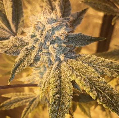 5x Skunk Puck x Ukrainian Cream F2