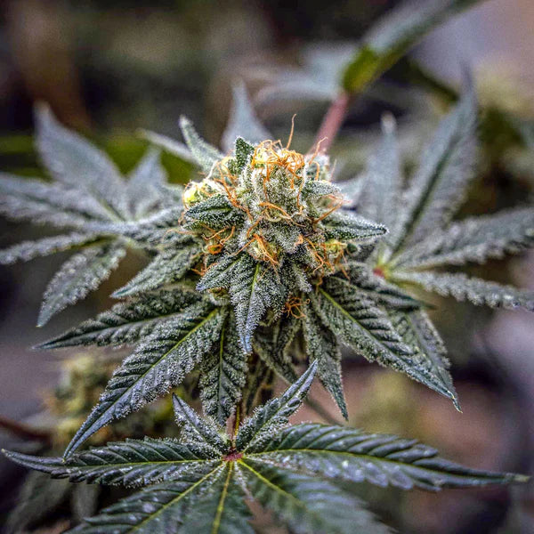 BerryBoom   -   GreenDream   Originals   -   Feminisiert