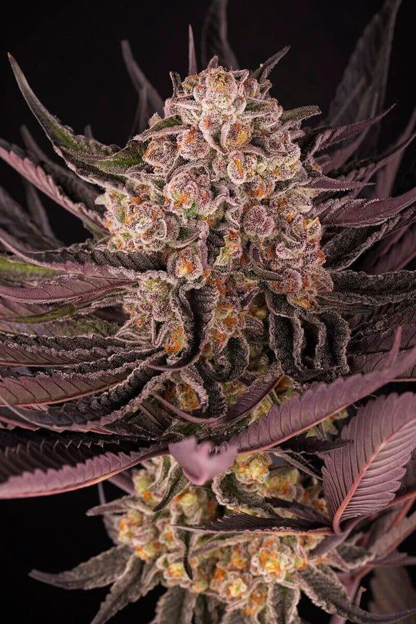 Godzilla   EVO   -   GreenDream   Originals   -   Feminisiert