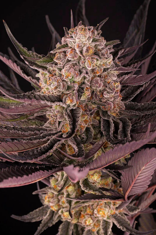 Godzilla   EVO   -   GreenDream   Originals   -   Feminisiert