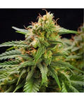 Hanfsamen AK-47 autoflowering 4 Seed Pack