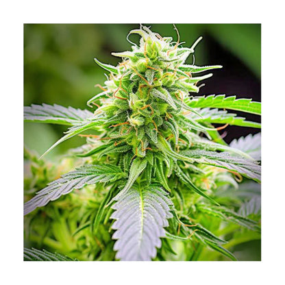 Hanfsamen Animal Mints feminisiert 4 Seed Pack