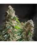Hanfsamen Black Domina autoflowering 4 Seed Pack