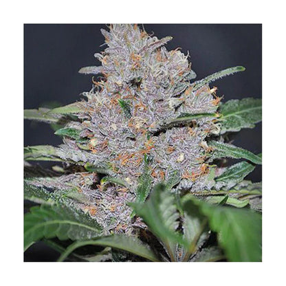 Hanfsamen Blue Dream autoflowering 4 Seed Pack