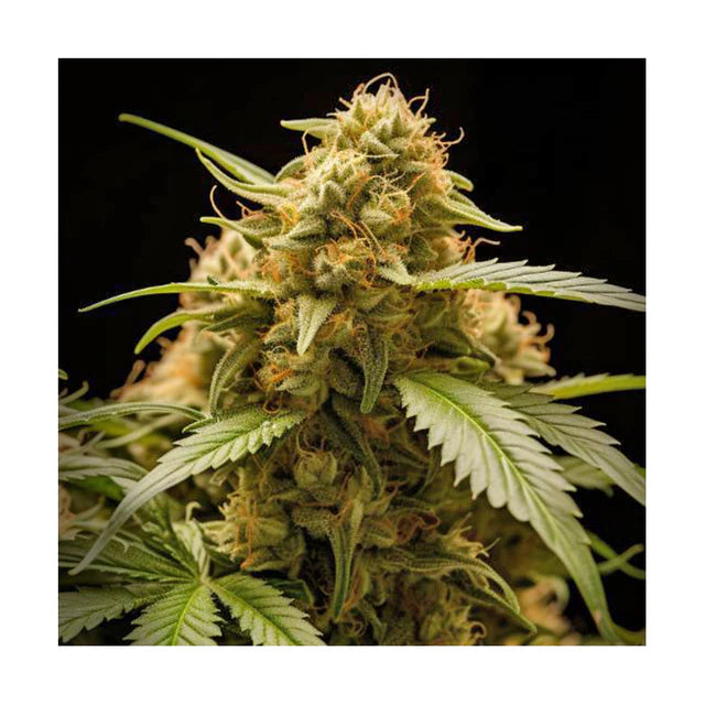 Hanfsamen Cheese autoflowering 4 Seed Pack