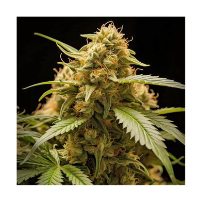 Hanfsamen Cheese autoflowering 4 Seed Pack