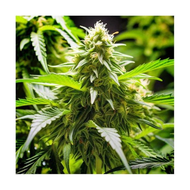 Hanfsamen Cherry Pie autoflowering 4 Seed Pack