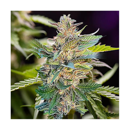 Hanfsamen Gelato autoflowering 4 Seed Pack