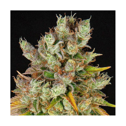 Hanfsamen GMO Cookies autoflowering 4 Seed Pack