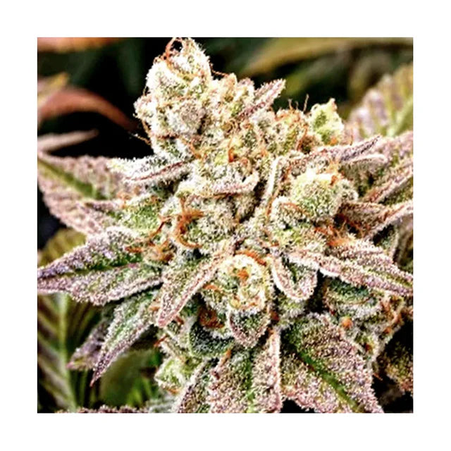 Kerosene Krash Hanfsteckling