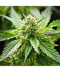 Hanfsamen Kosher Kush feminisiert 4 Seed Pack