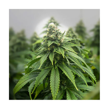 Super Orange Glue Hanfsteckling