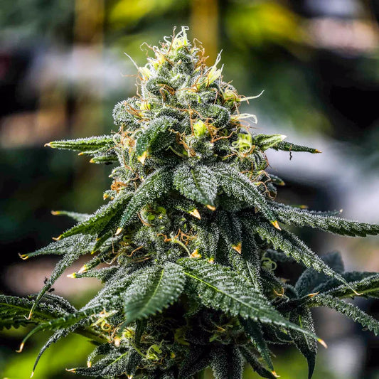 ChimBerry   -   GreenDream   Originals   -   Feminisiert