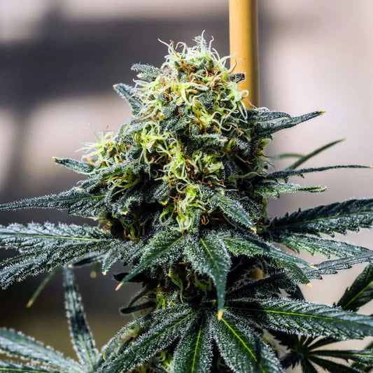 Force   Balance   -   GreenDream   Elite   -   Feminisiert