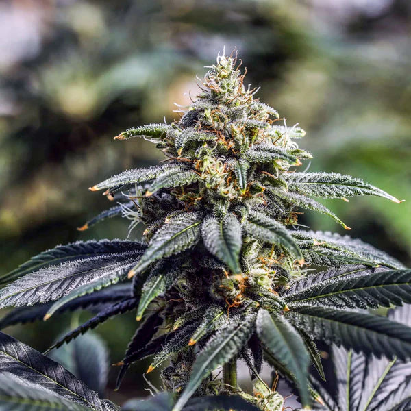 THC-EndGame   -   GreenDream   Elite   -   Limited   Edition   -   Feminisiert