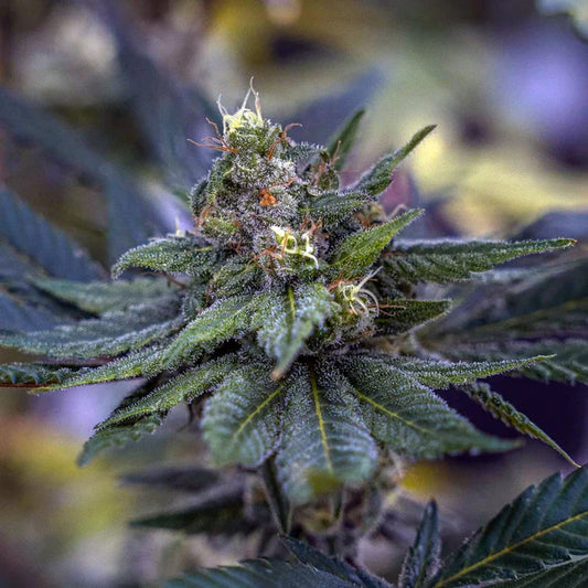 OracleEdge   -   GreenDream   Originals   -   Feminisiert