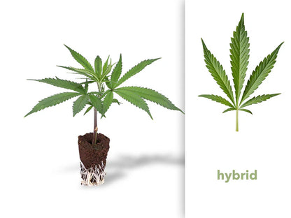 Buttercream Gelato Hanfsteckling