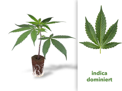 California Gold Hanfsteckling