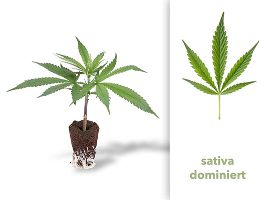 Amnesia Haze Hanfsteckling (Core Cut)