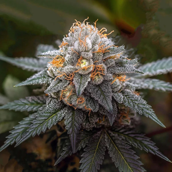 Boomcut   -   GreenDream   Originals   -   Feminisiert