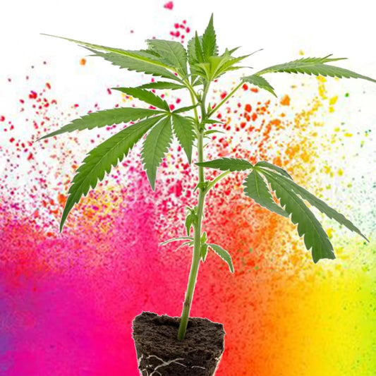 Strawberry Haze – demnächst verfügbar!