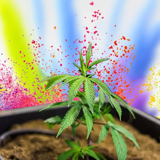 Watermelon Zkittlez – demnächst verfügbar !