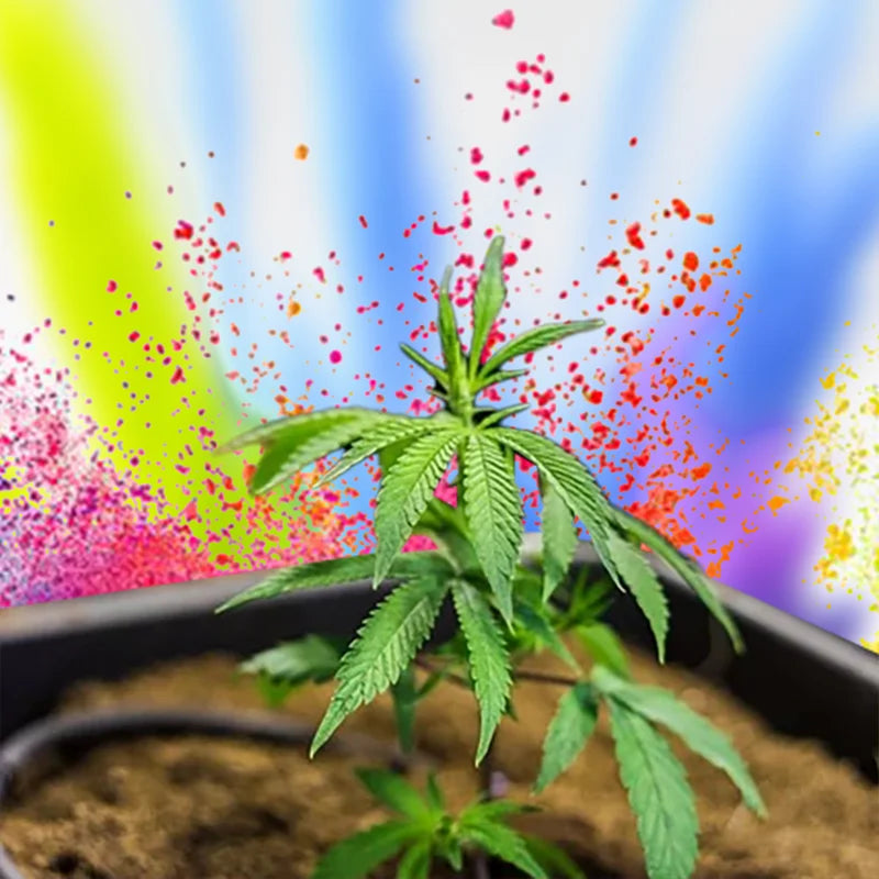 Blueberry Kush – demnächst verfügbar !